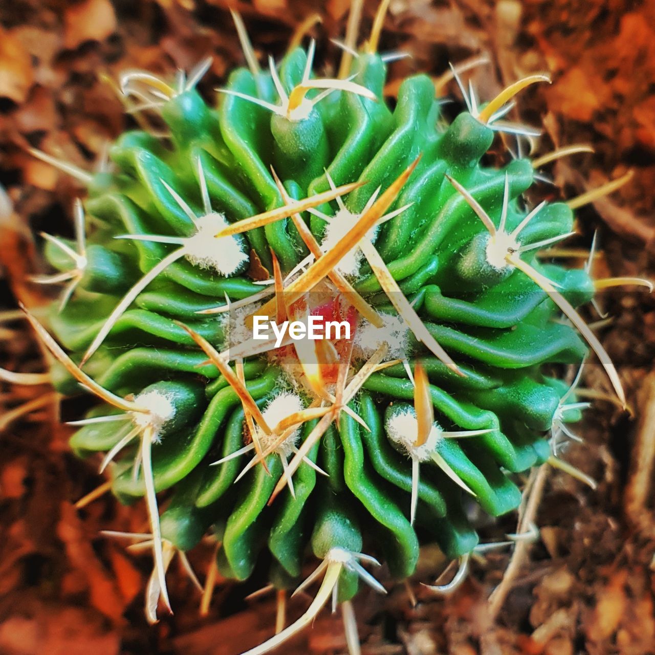 HIGH ANGLE VIEW OF SUCCULENT PLANT IN FIELD