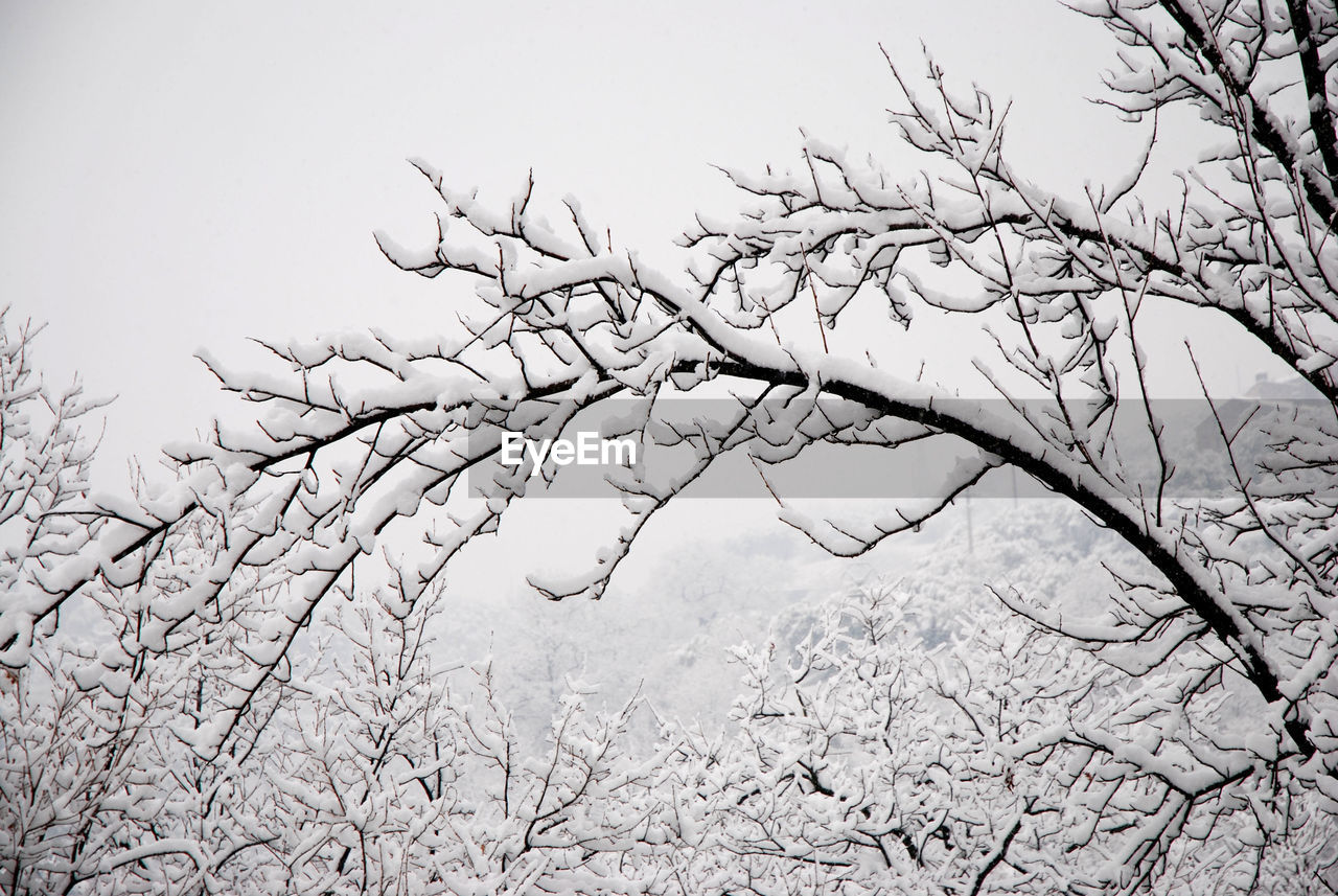 LOW ANGLE VIEW OF BARE TREE AGAINST CLEAR SKY