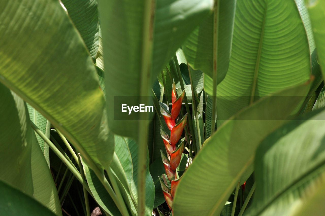 A heliconia flower among the big green leaves