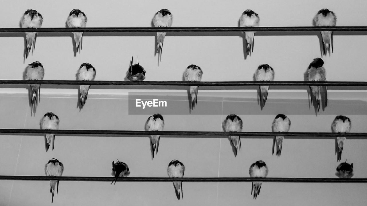 LOW ANGLE VIEW OF BIRDS PERCHING ON CABLE IN UNDERGROUND