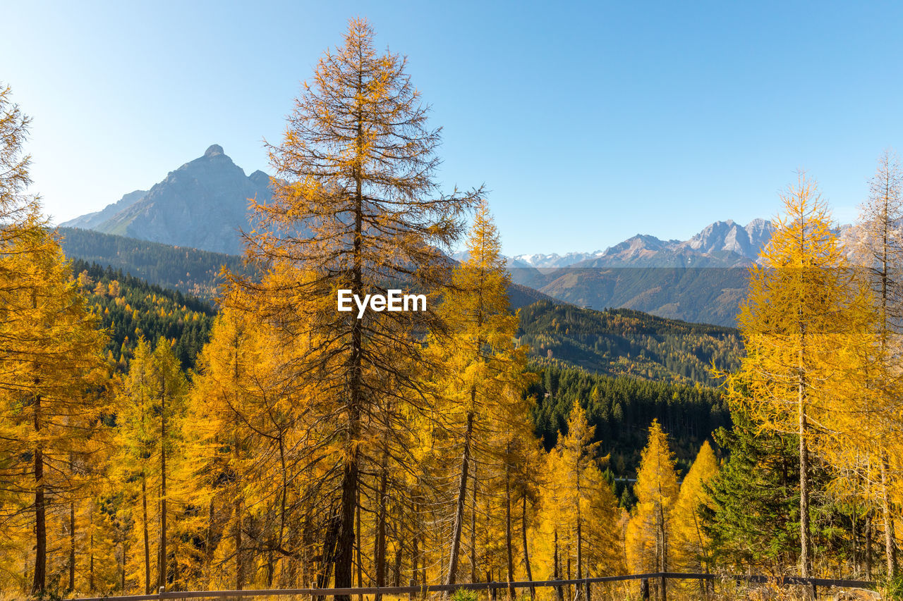 Pine trees in forest against sky during autumn