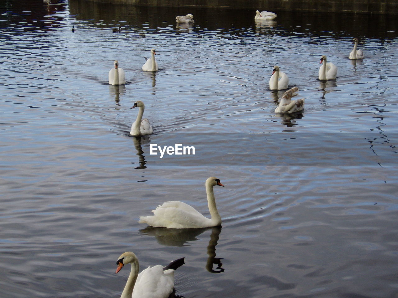 BIRDS IN WATER