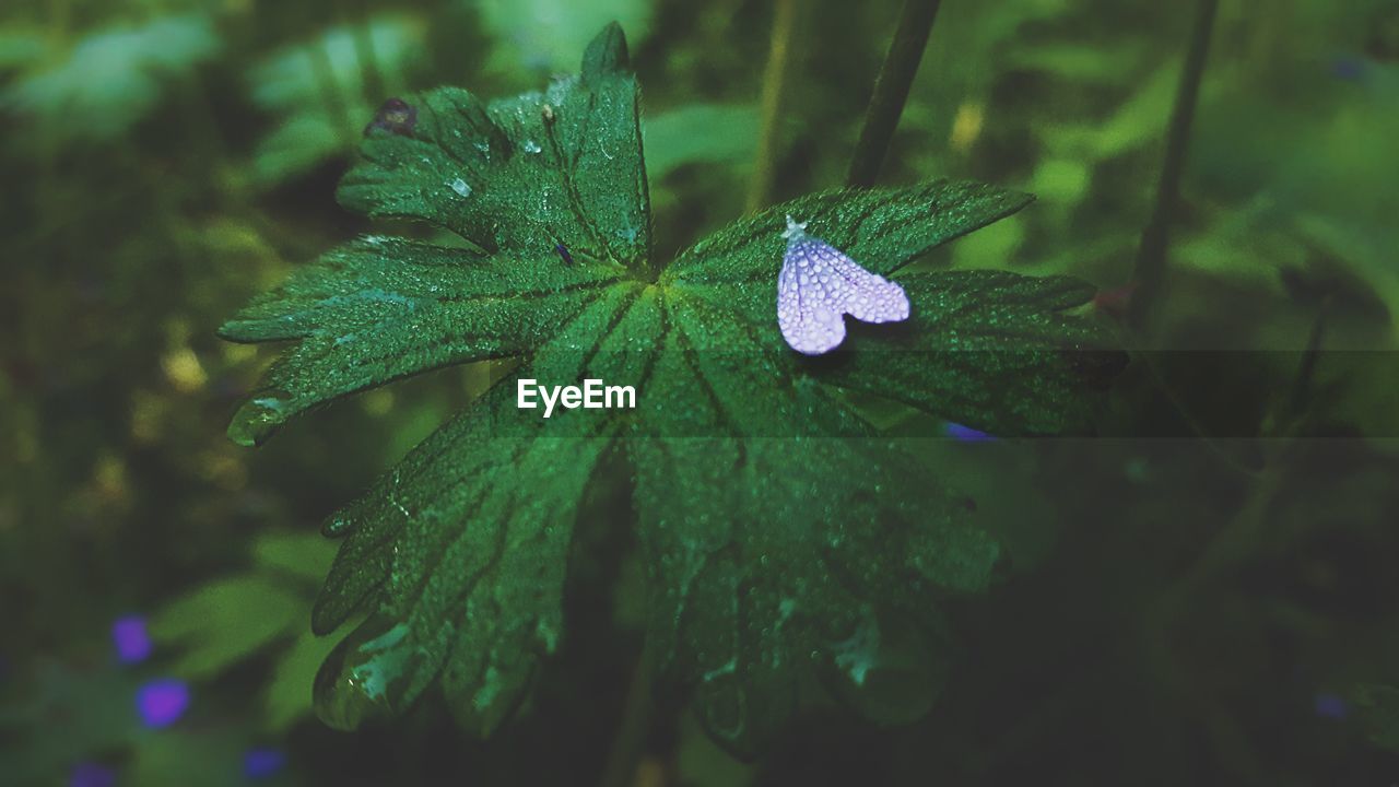 CLOSE-UP OF WET PLANT LEAF