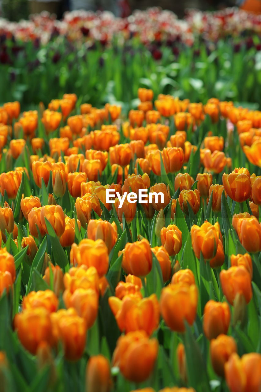 Close-up of tulips