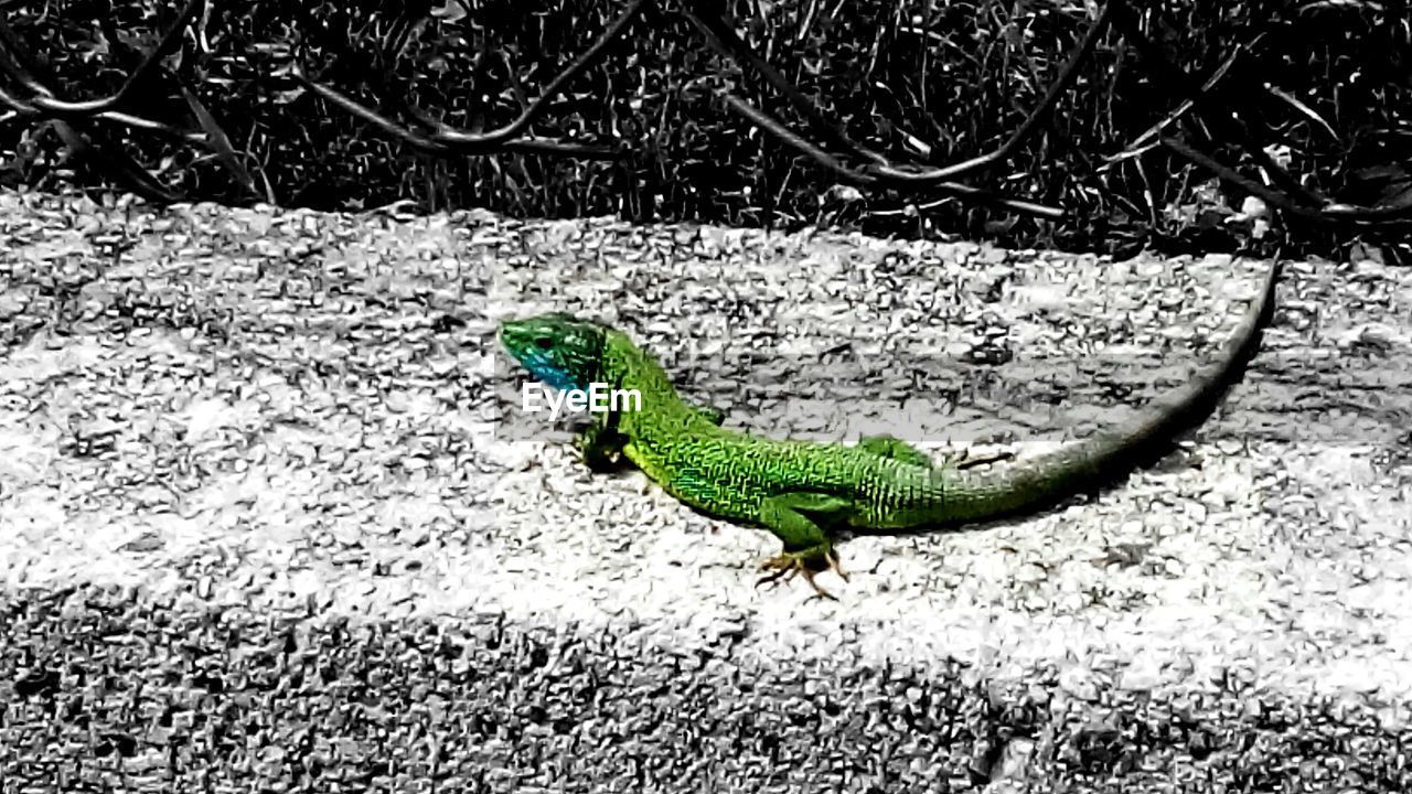 CLOSE-UP OF GREEN LIZARD