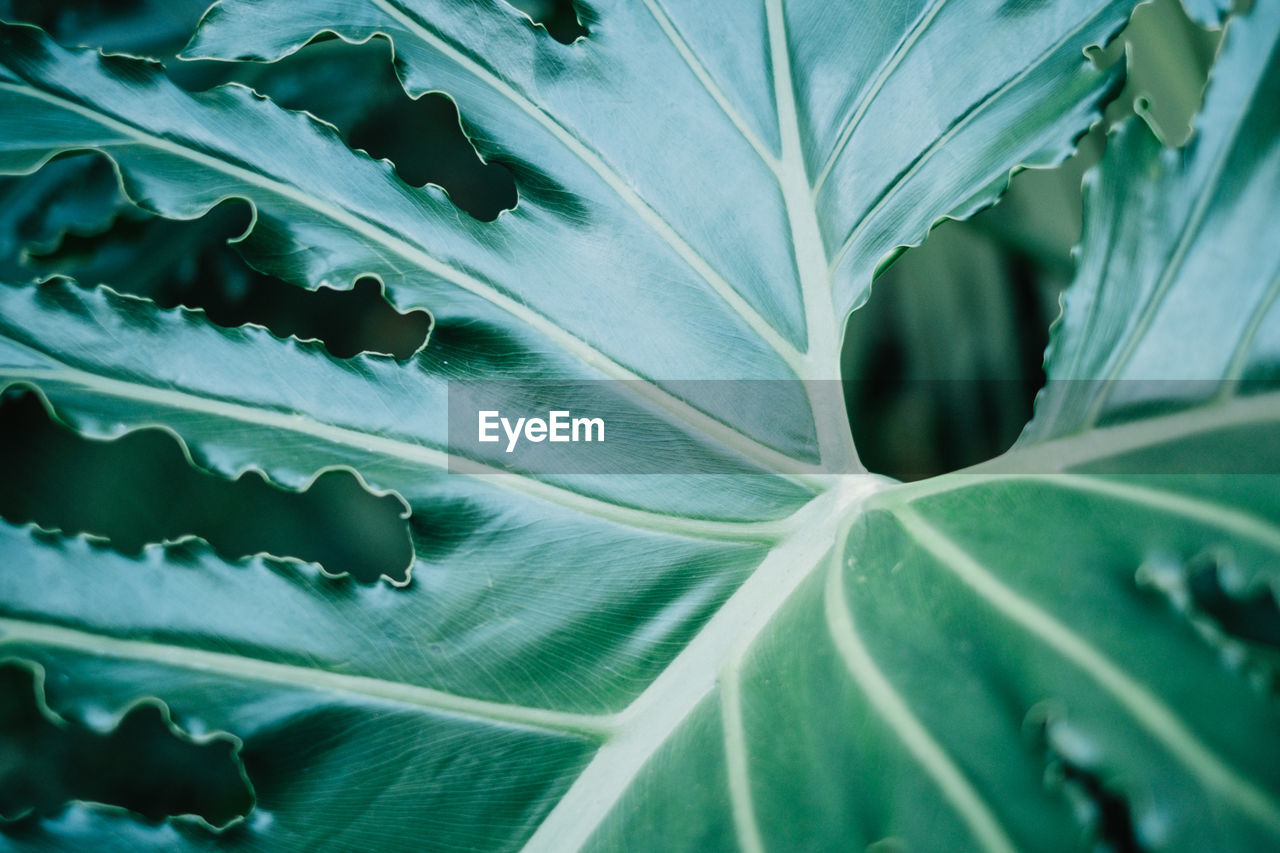 Full frame shot of fresh green plant