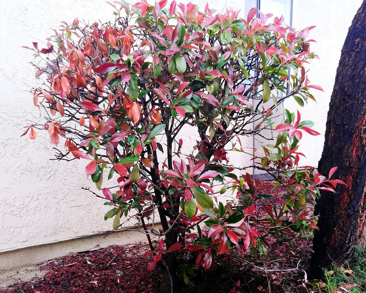 CLOSE-UP OF RED FLOWERS