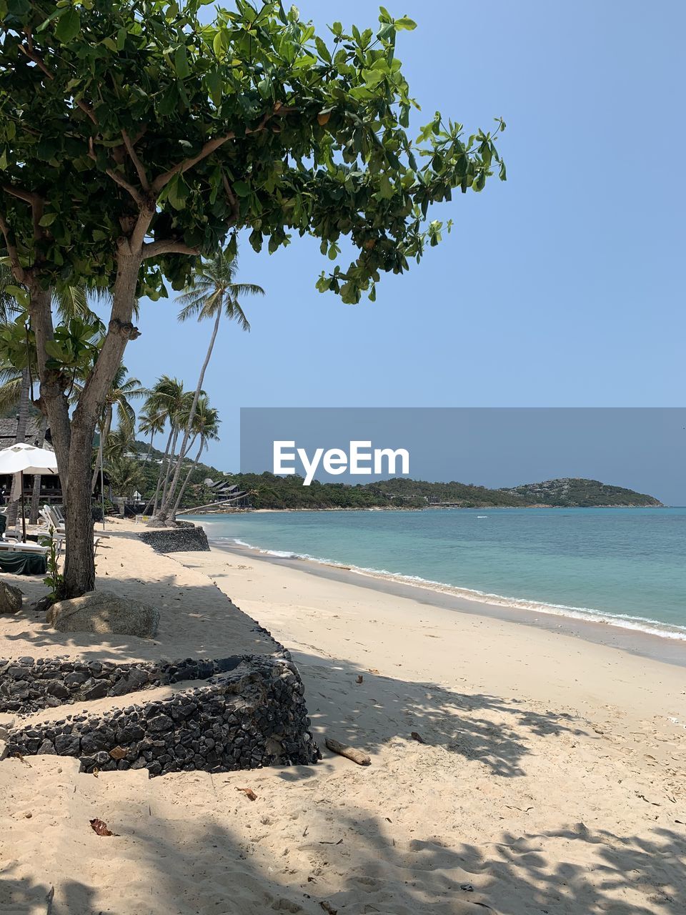 TREES ON BEACH AGAINST CLEAR SKY