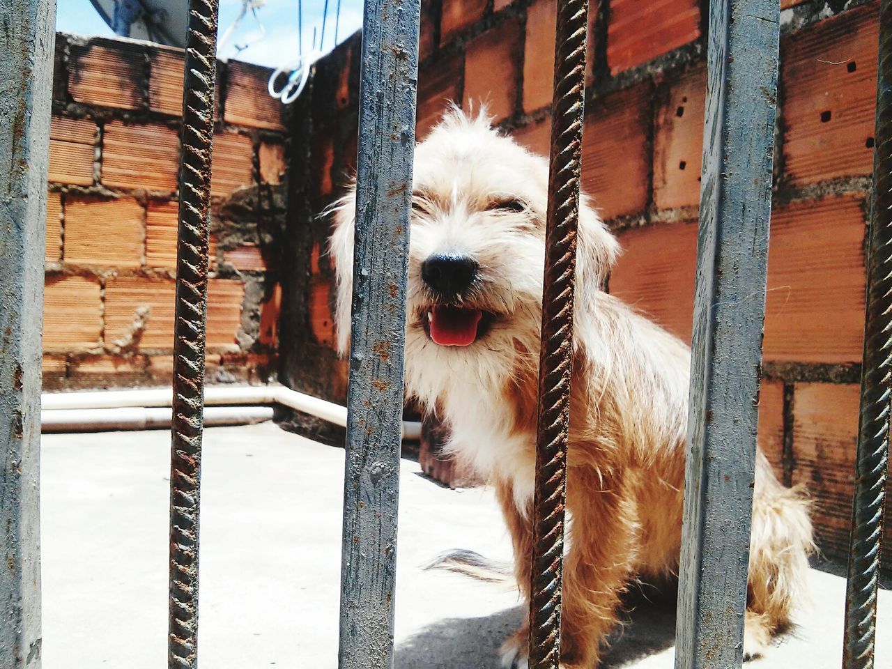 CLOSE-UP OF DOG IN FRONT OF BUILDING