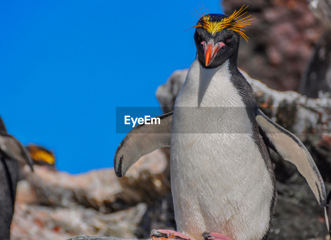 Macaroni penguin on rock against clear blue sky