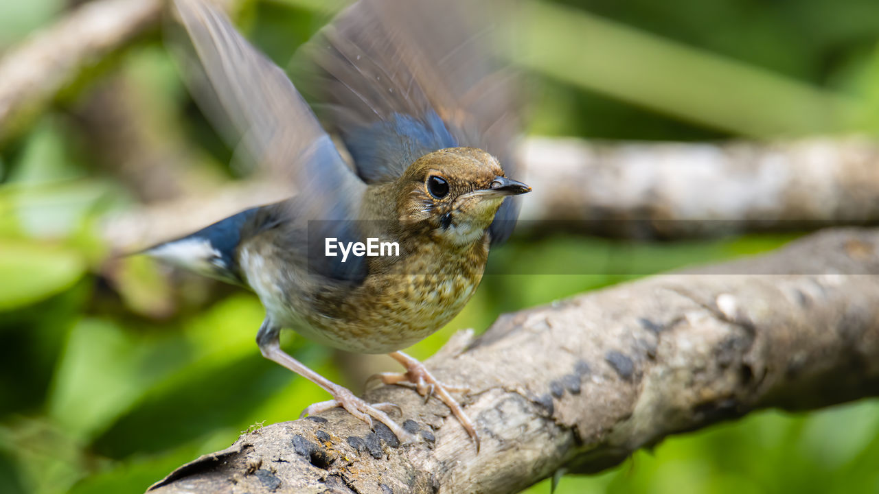 CLOSE-UP OF BIRD PERCHING ON A BRANCH