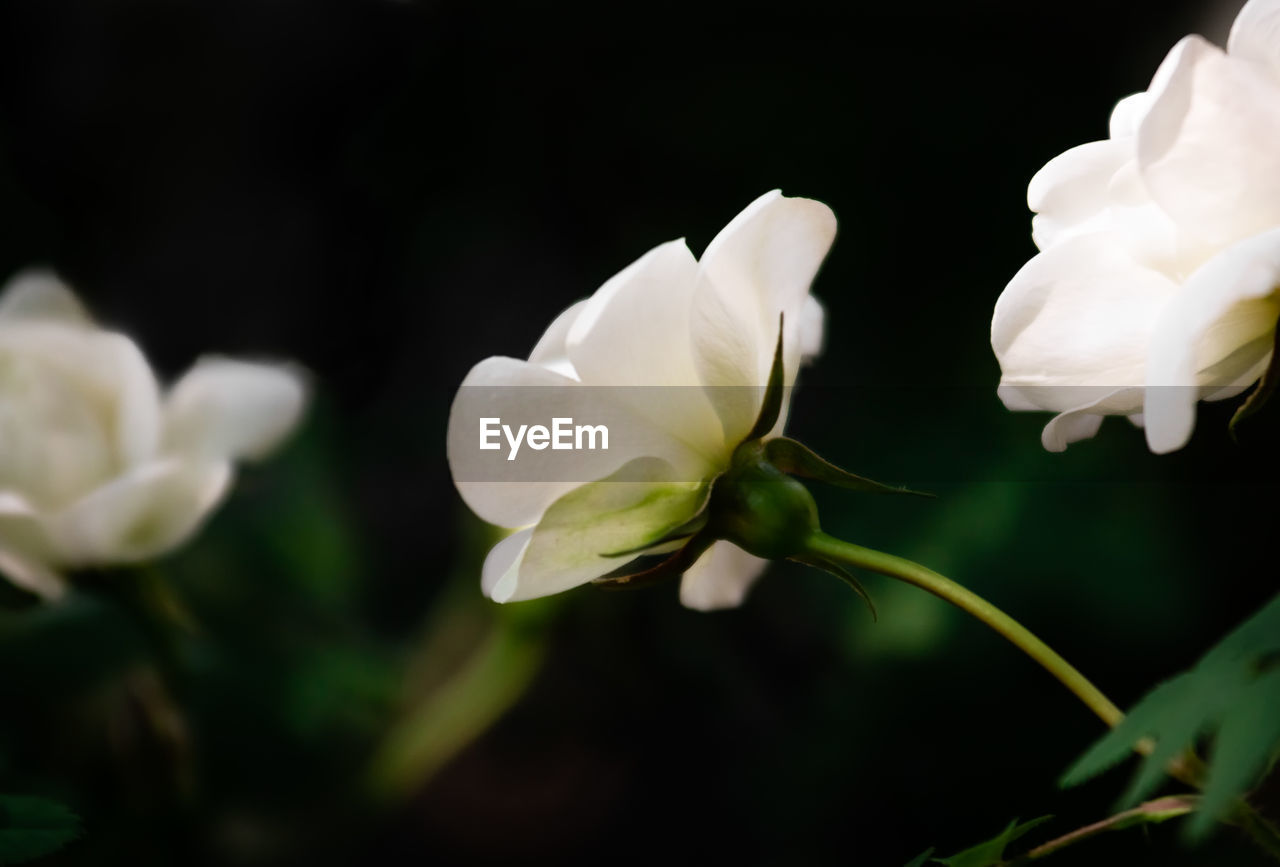 CLOSE-UP OF WHITE ROSES