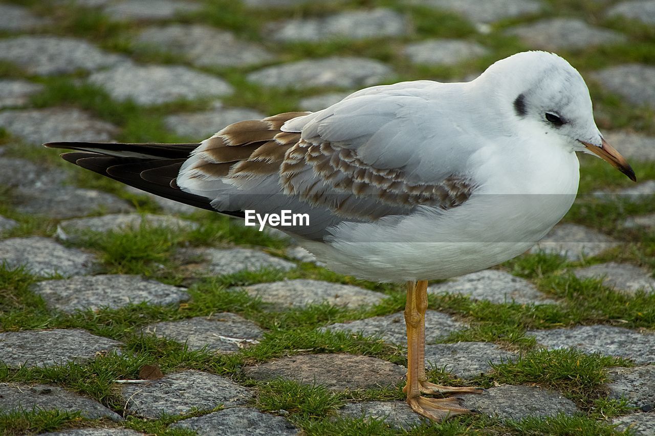 Close-up of seagull perching on street