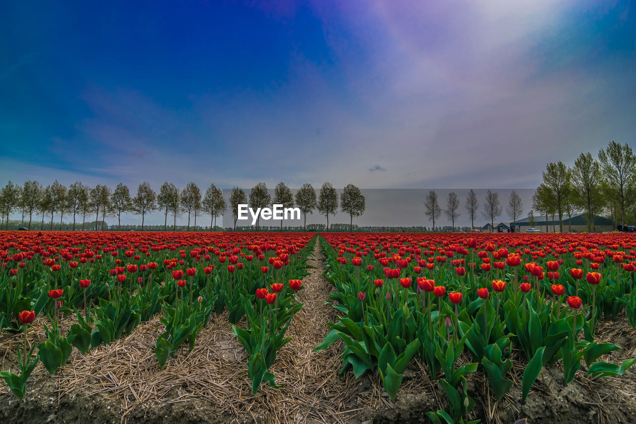 Red flowering plants on field against sky