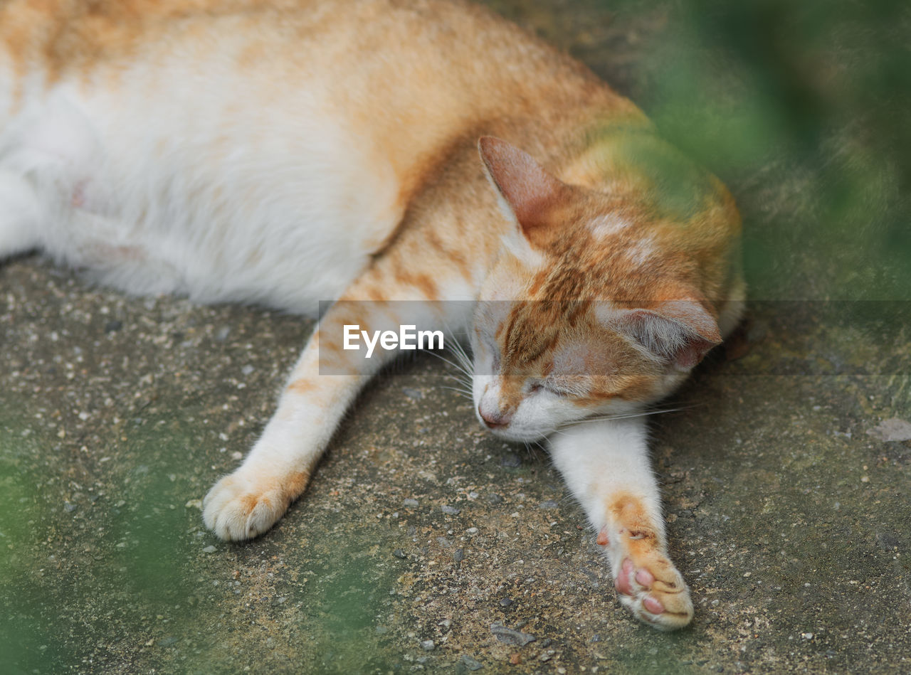 CLOSE-UP OF A CAT SLEEPING