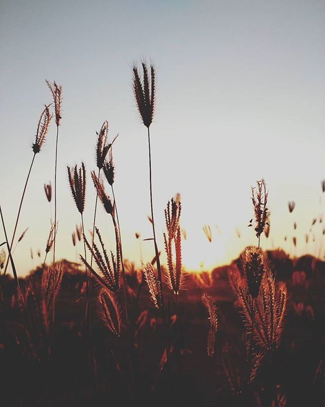 PLANTS GROWING ON FIELD AT SUNSET