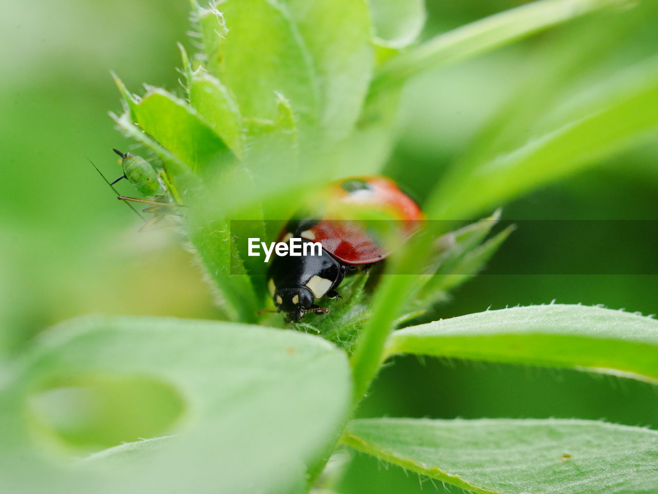 CLOSE-UP OF LADYBUG ON GREEN PLANT