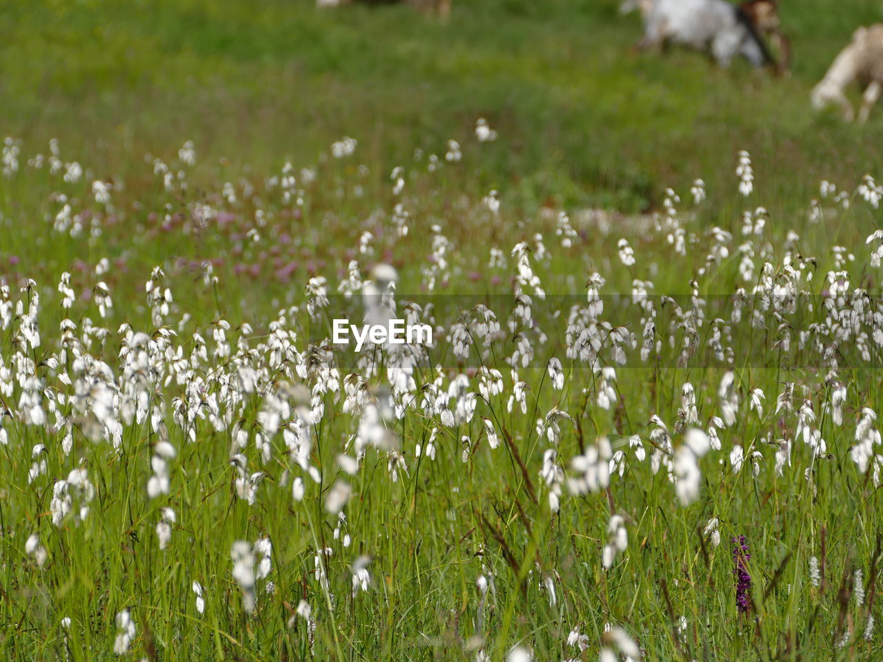 CLOSE-UP OF WHITE FLOWERING PLANTS ON LAND