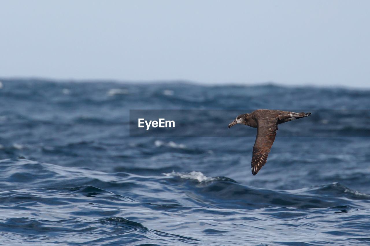 CLOSE-UP OF SEAGULLS FLYING OVER SEA AGAINST CLEAR SKY