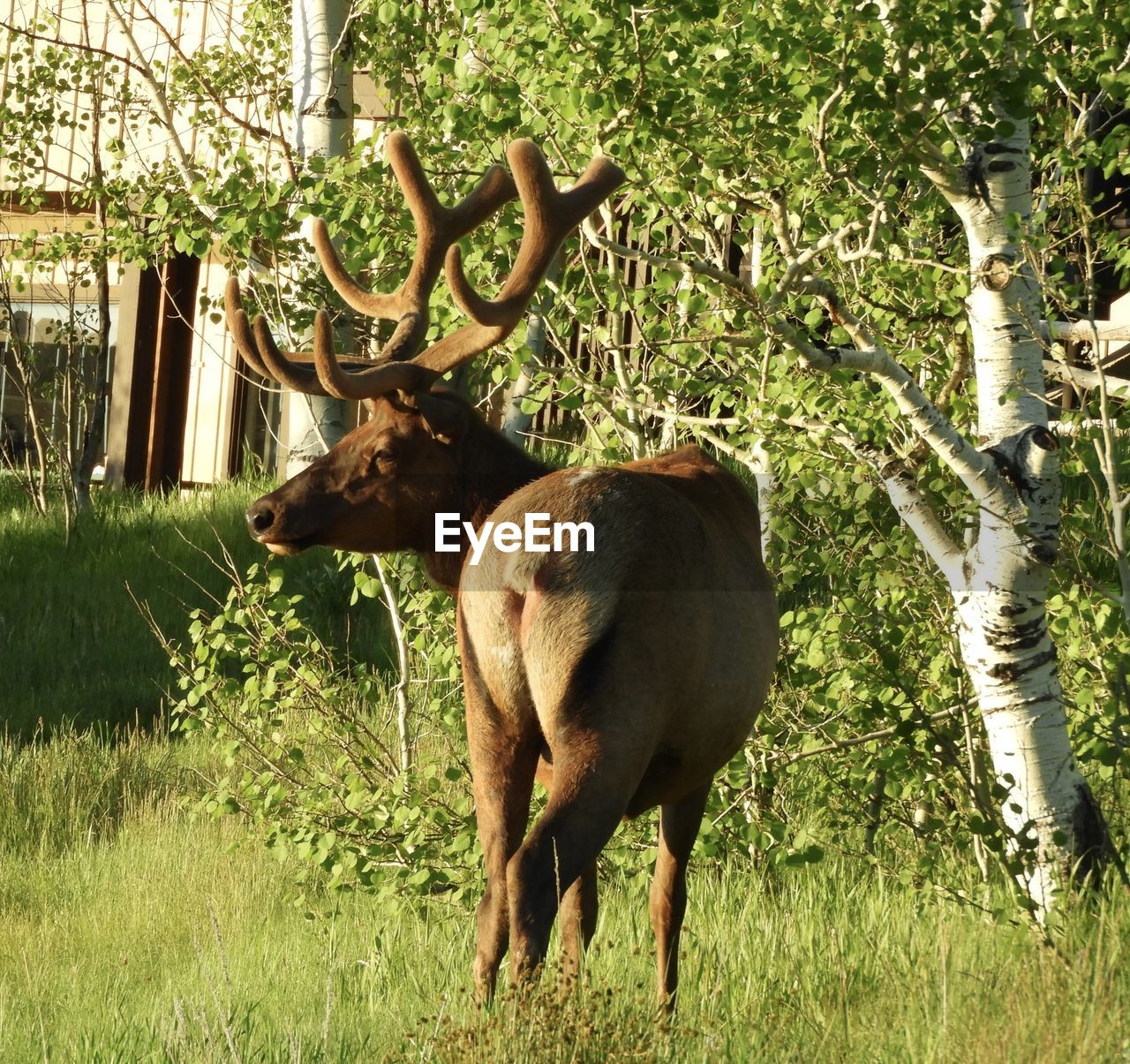 animal, animal themes, mammal, plant, animal wildlife, wildlife, deer, elk, tree, nature, grass, one animal, no people, field, day, antler, domestic animals, land, green, growth, outdoors, standing, reindeer, herbivorous, horned, beauty in nature, sunlight