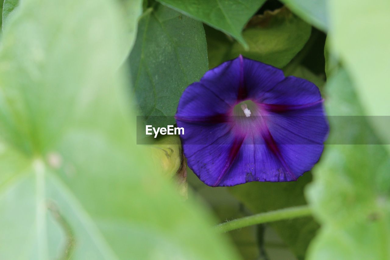 Close-up of morning glory