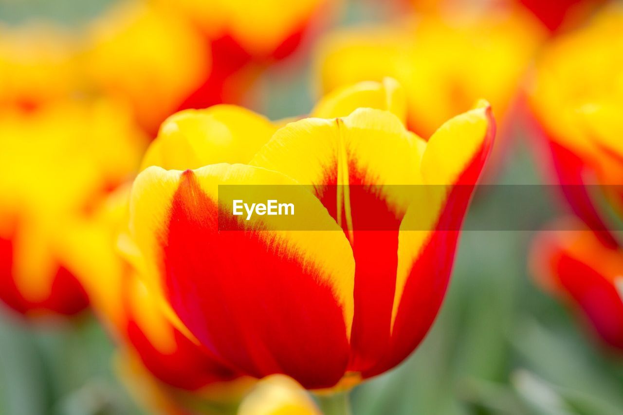 CLOSE-UP OF TULIPS