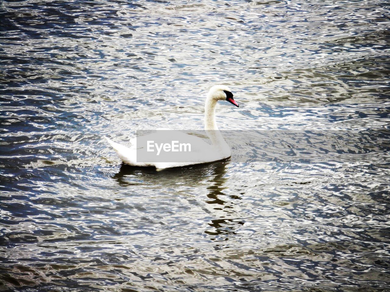 Swan swimming in lake