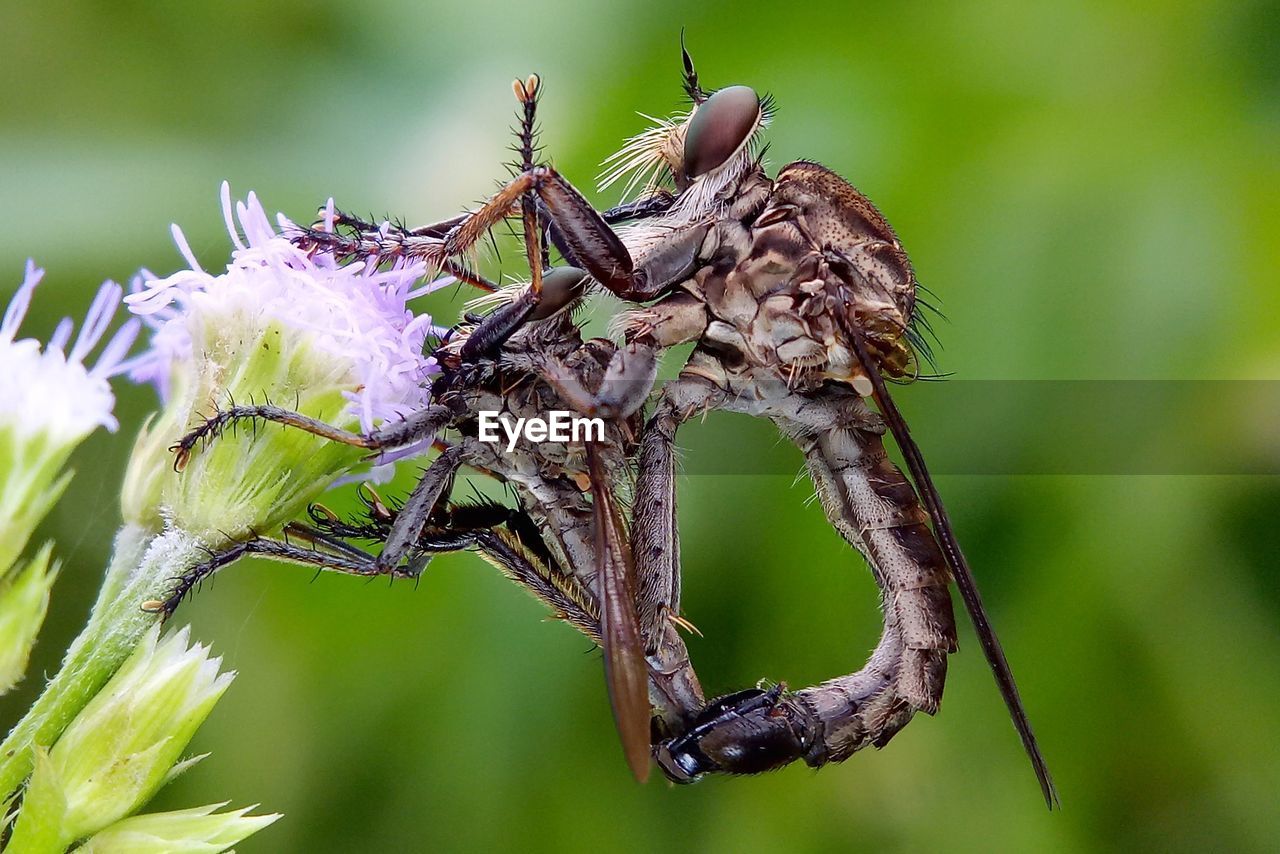 CLOSE-UP OF INSECT ON PLANT AT FLOWER