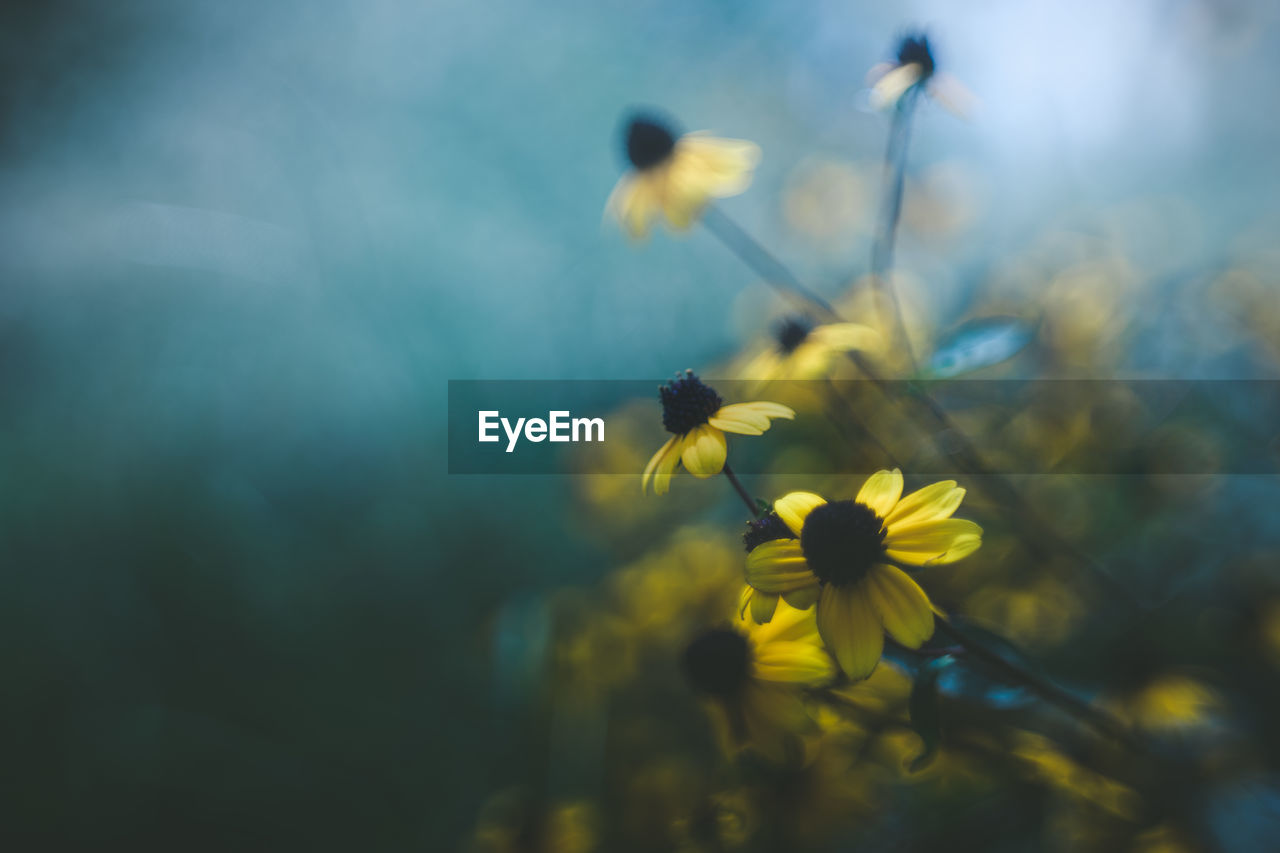 CLOSE-UP OF YELLOW FLOWER AGAINST BLURRED BACKGROUND