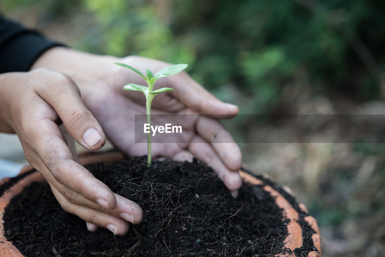 Close-up of person taking care of seedling