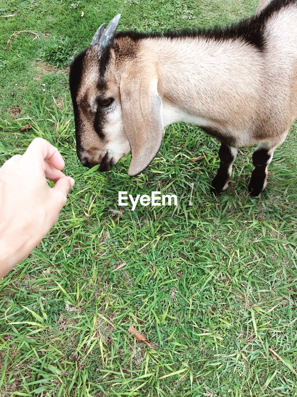 Cropped hand of person feeding plant to goat on field