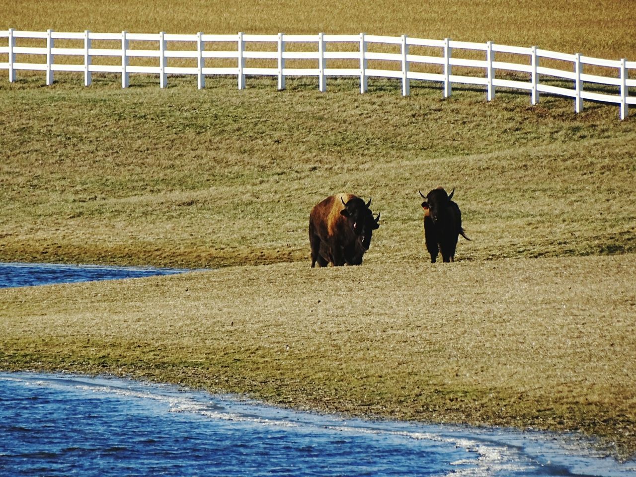 Water buffalo on field by lake