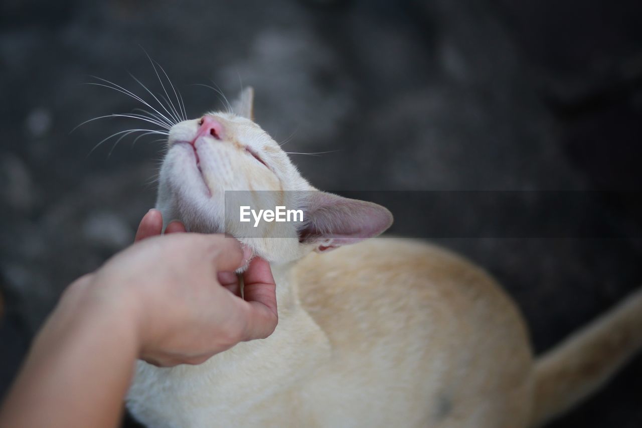 CLOSE-UP OF HAND HOLDING CAT WITH MOUTH