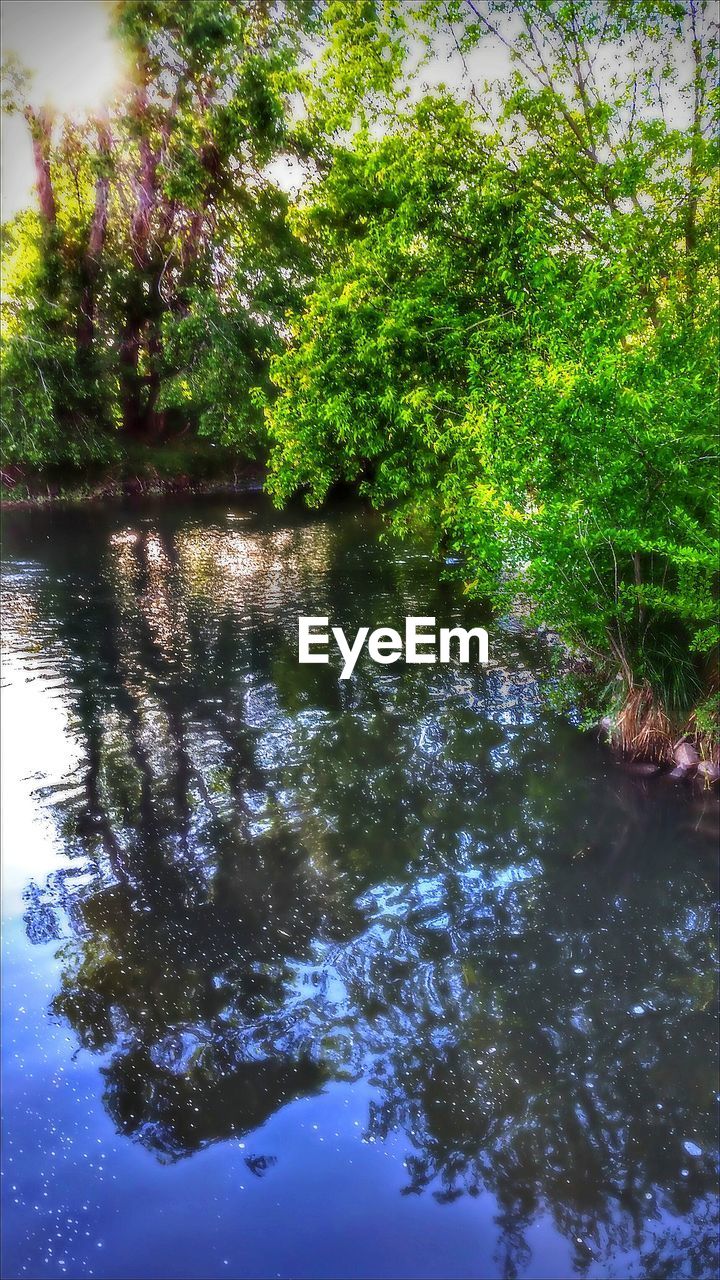 REFLECTION OF TREES IN WATER