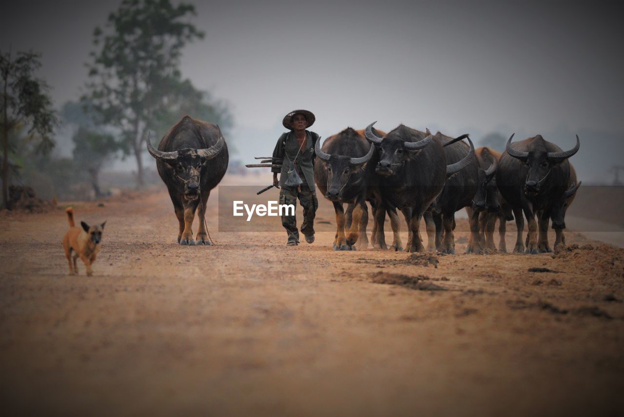 Man walking with herd of buffaloes on field