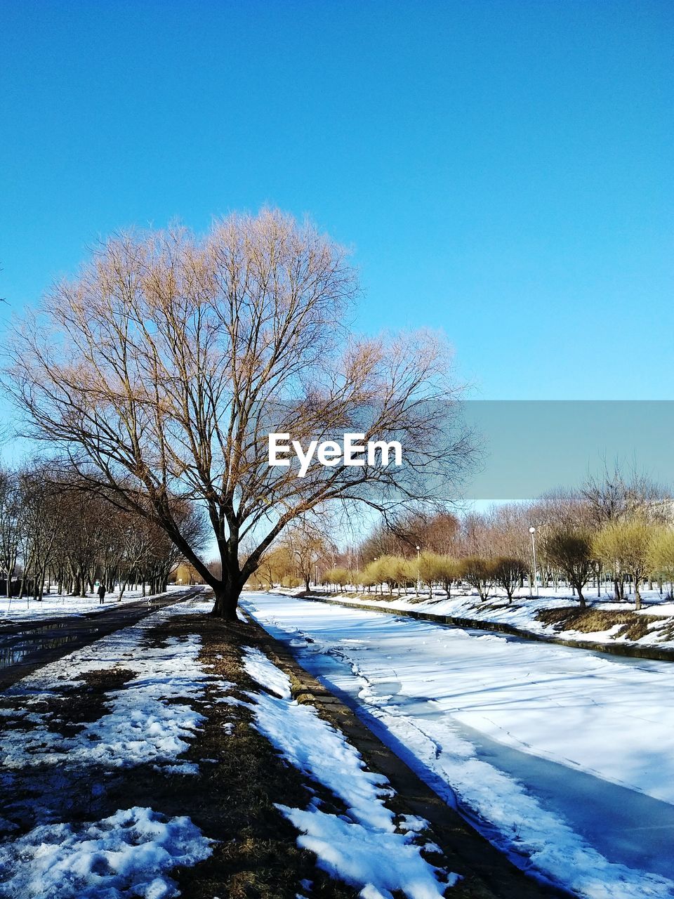 Bare tree on snow covered landscape against blue sky