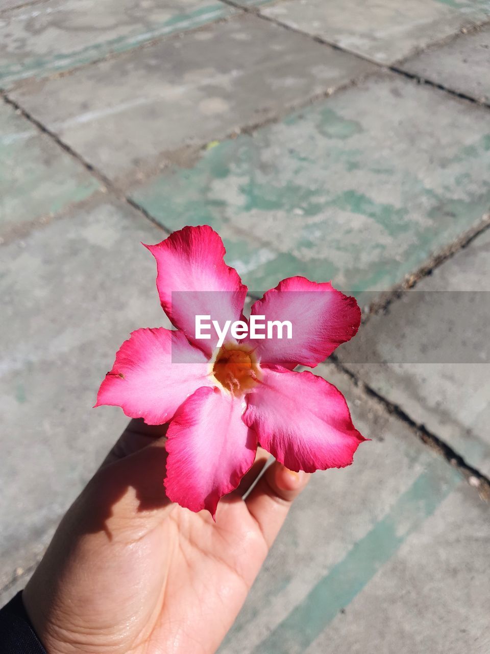 CLOSE-UP OF PINK FLOWER ON HAND