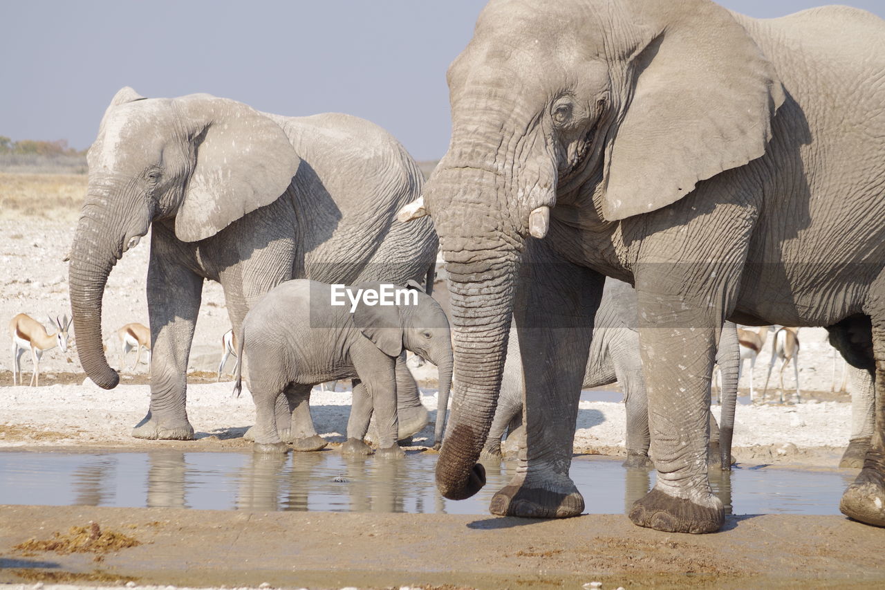 View of elephant drinking water