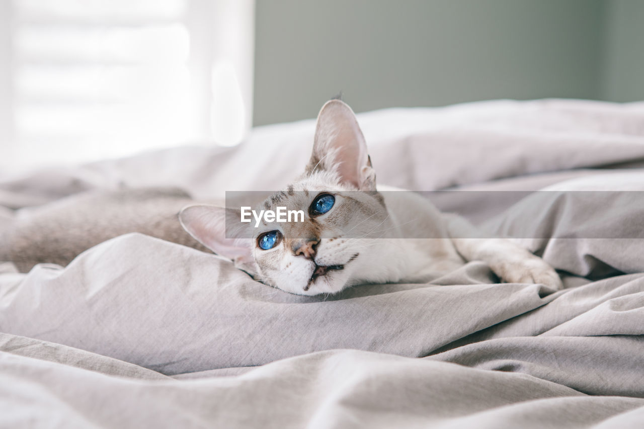 Blue-eyed oriental breed cat lying resting on bed at home looking away. 