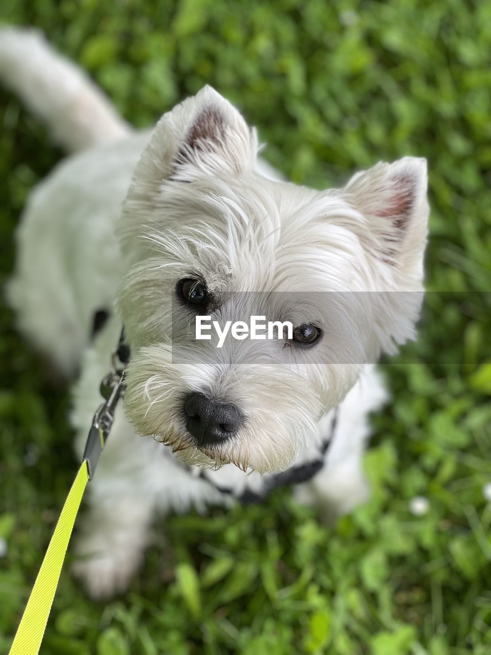 dog, canine, domestic animals, one animal, pet, animal themes, animal, mammal, west highland white terrier, portrait, terrier, cute, looking at camera, grass, plant, young animal, puppy, animal hair, white, no people, nature, lap dog, animal body part, carnivore, focus on foreground, outdoors