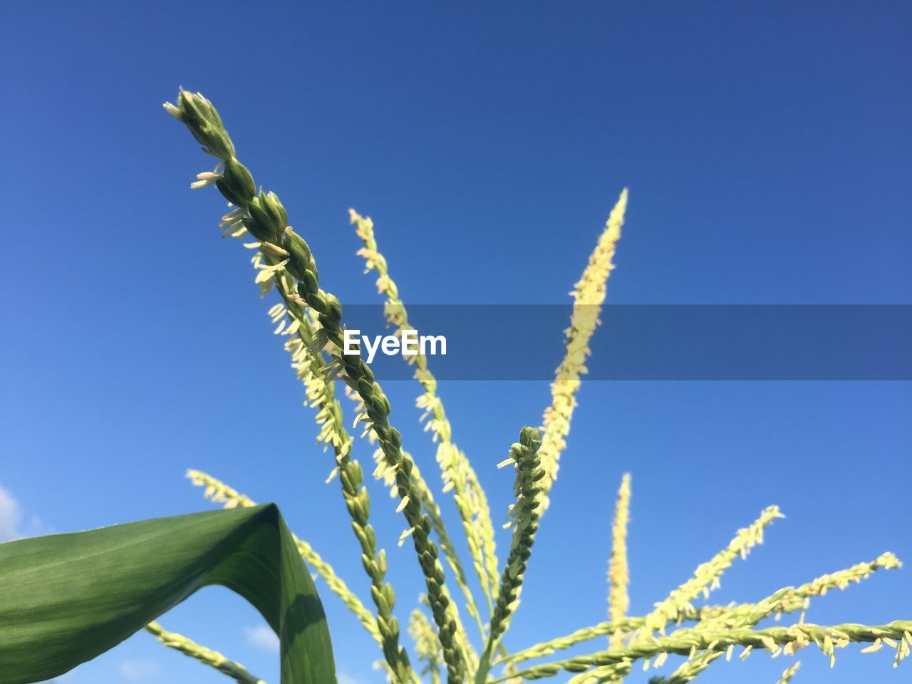 LOW ANGLE VIEW OF PLANTS AGAINST BLUE SKY