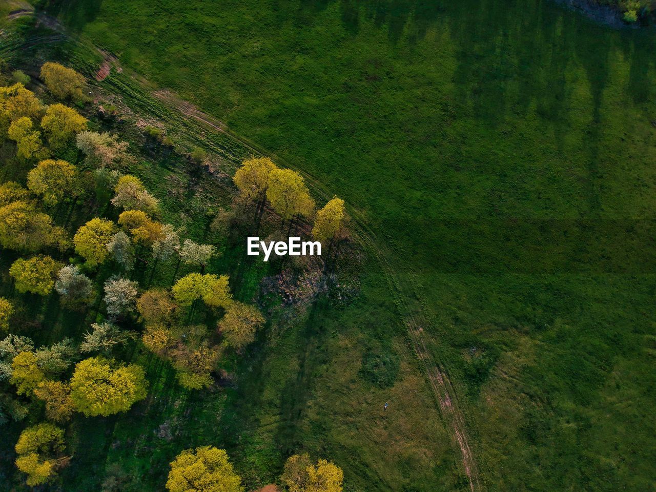 High angle view of yellow flowering plants on land