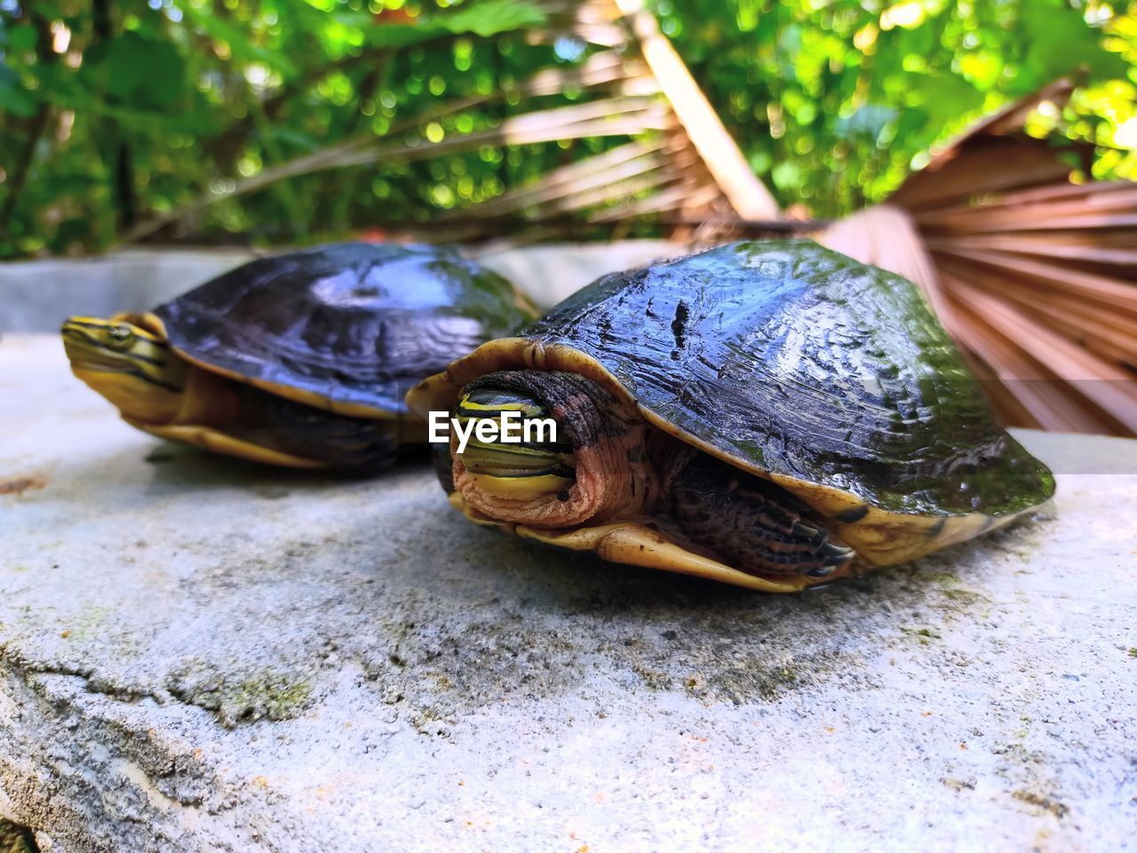 CLOSE-UP OF TURTLE ON A SURFACE