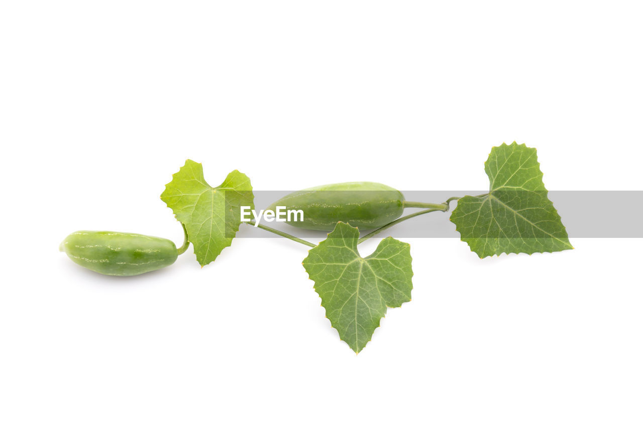 leaf, plant part, green, food and drink, plant, white background, food, cut out, studio shot, freshness, produce, nature, herb, wellbeing, healthy eating, no people, branch, indoors, copy space, close-up, mint leaf - culinary, fruit, ingredient, herbal medicine, flower