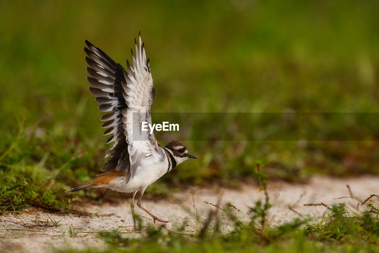 Bird flying in a field