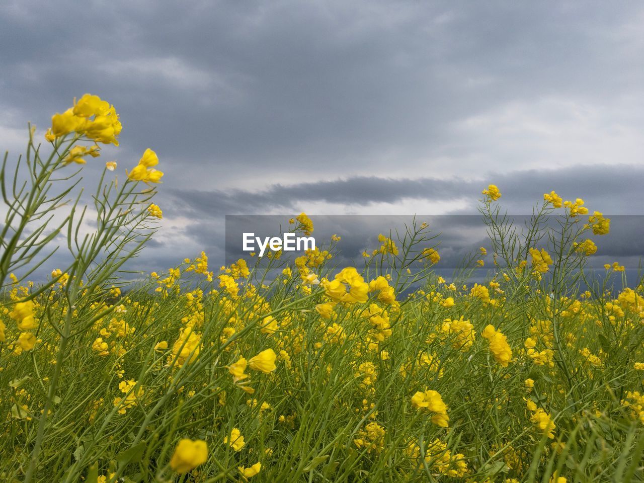 YELLOW FLOWERS BLOOMING IN FIELD