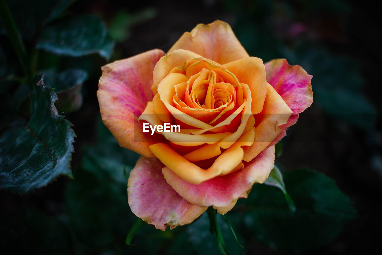 Close-up of pink rose blooming outdoors