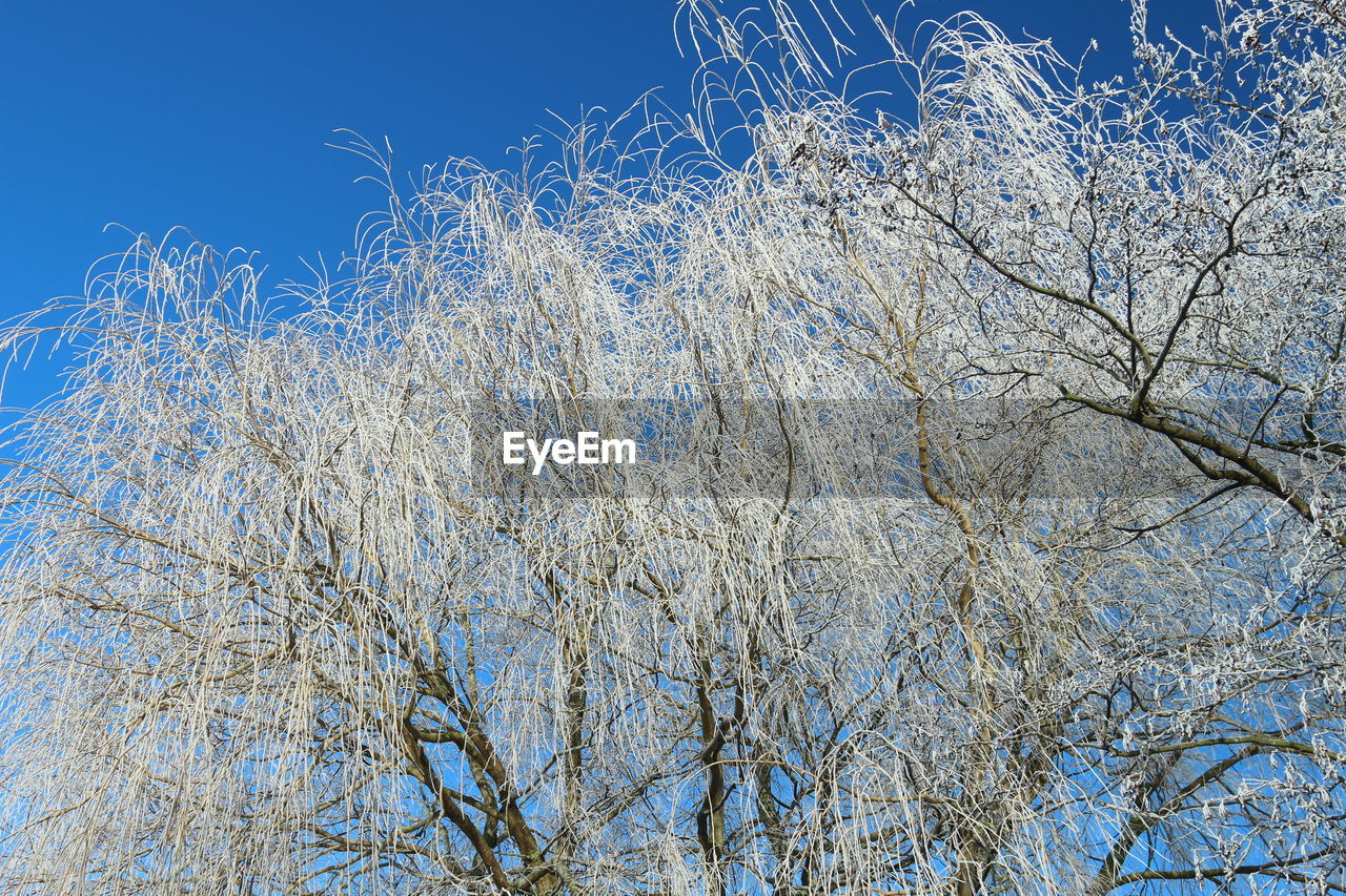 LOW ANGLE VIEW OF TREES