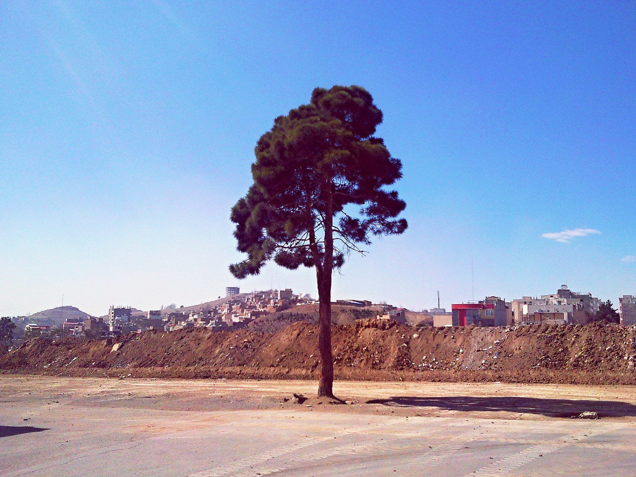 TREE ON DESERT AGAINST BLUE SKY