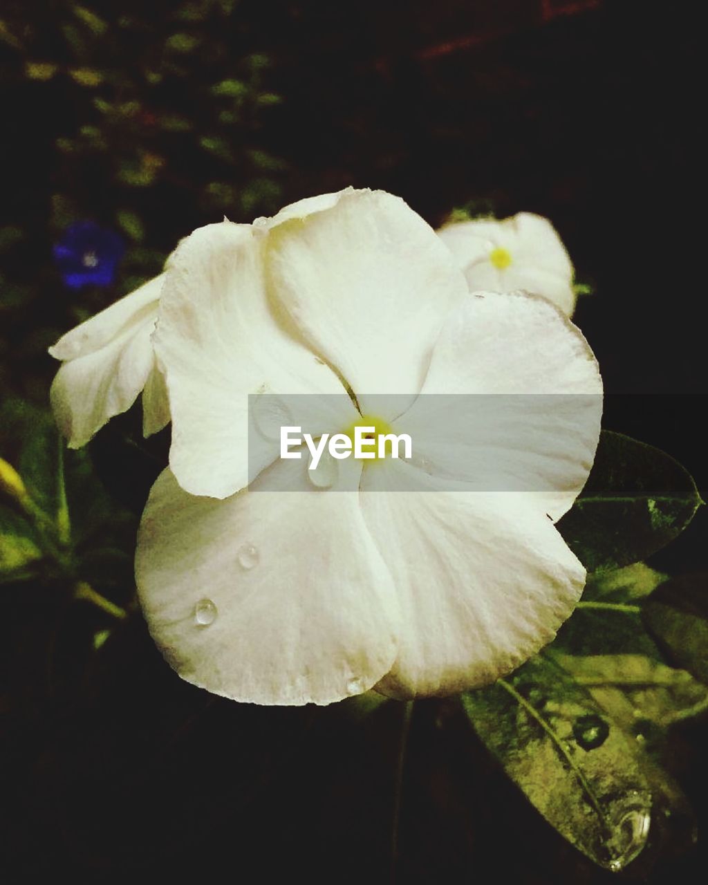 CLOSE-UP OF WHITE FRANGIPANI BLOOMING OUTDOORS